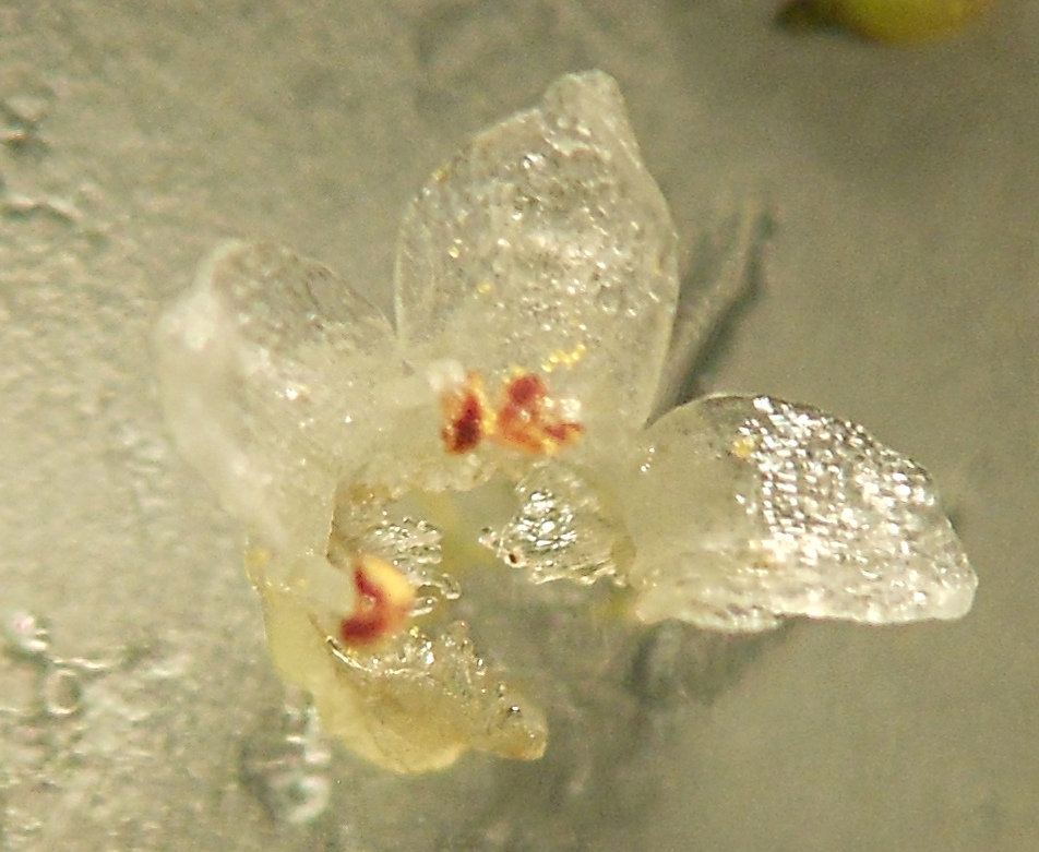 Cuscuta planiflora / Cuscuta a fiore bianco